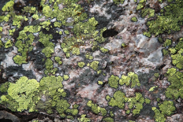 Lectin on stone
Jenny Lake Trail
Grand Teton National Park